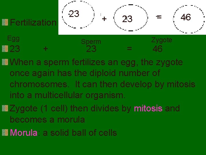 Fertilization Egg 23 + Sperm 23 = Zygote 46 23 + 23 = 46
