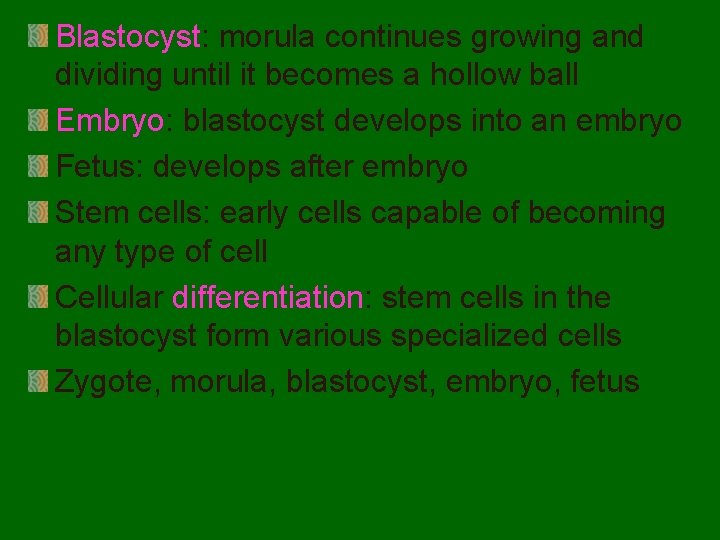 Blastocyst: morula continues growing and dividing until it becomes a hollow ball Embryo: blastocyst