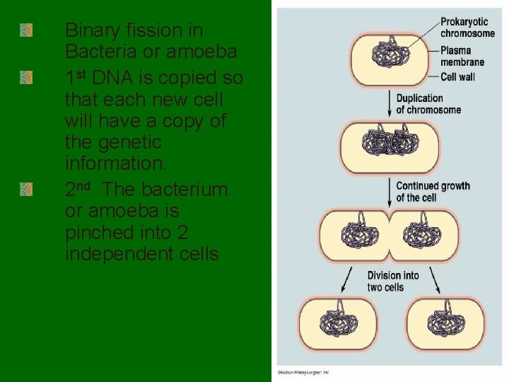 Binary fission in Bacteria or amoeba 1 st DNA is copied so that each