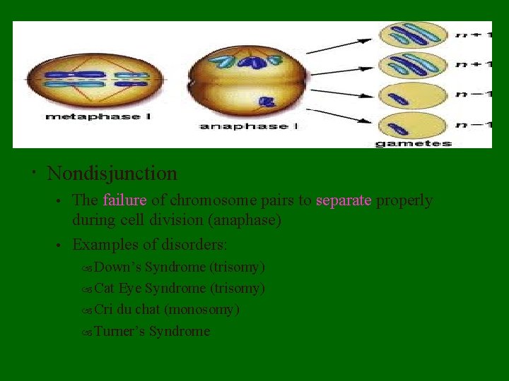  Nondisjunction The failure of chromosome pairs to separate properly during cell division (anaphase)