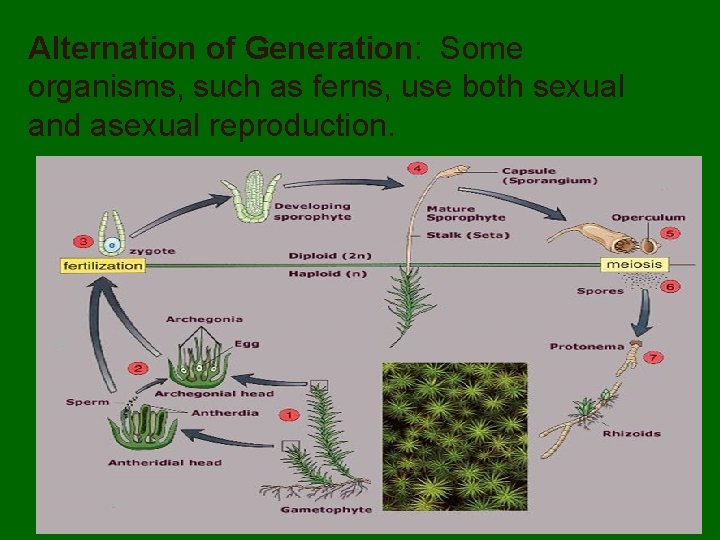 Alternation of Generation: Some organisms, such as ferns, use both sexual and asexual reproduction.