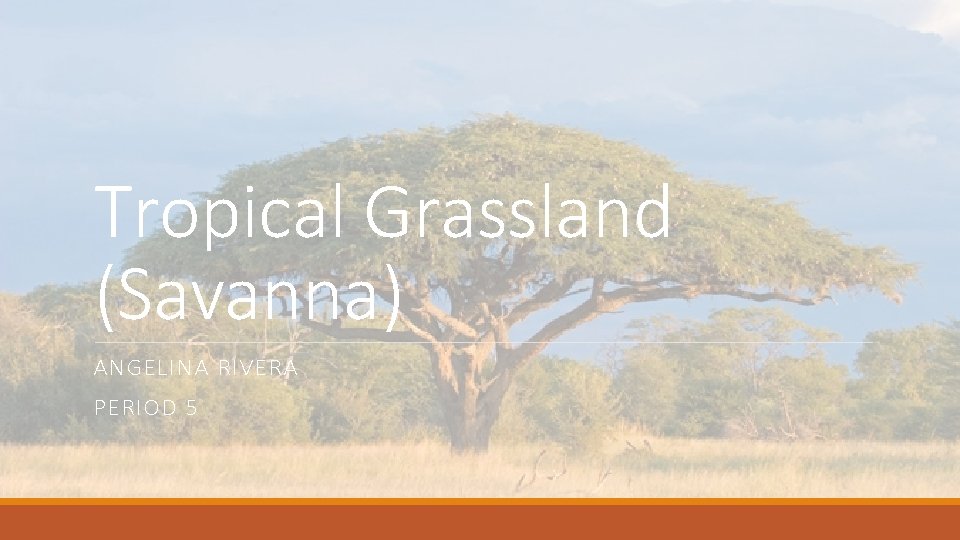 Tropical Grassland (Savanna) ANGELINA RIVERA PERIOD 5 Tropical Grassland (Savanna) ANGELINA RIVERA PERIOD 5