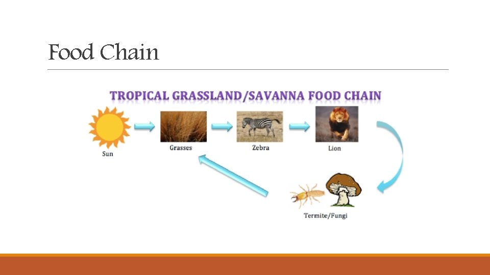Food Chain Food Chain