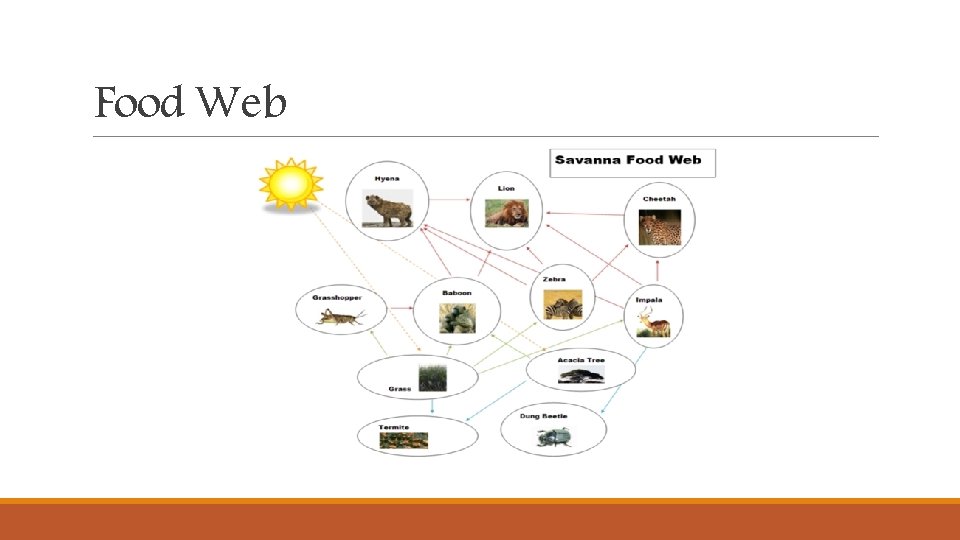 Food Web Food Web