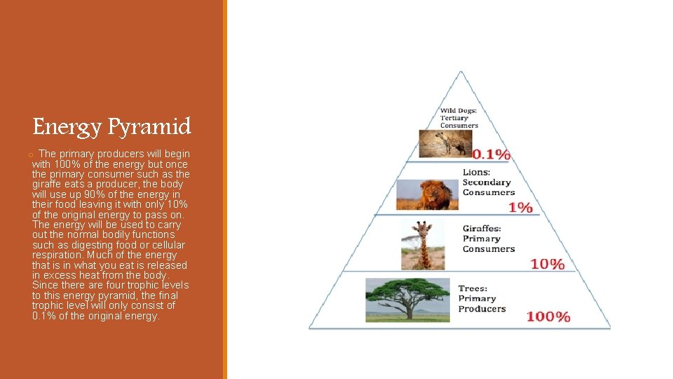 Energy Pyramid o The primary producers will begin with 100% of the energy but Energy Pyramid o The primary producers will begin with 100% of the energy but