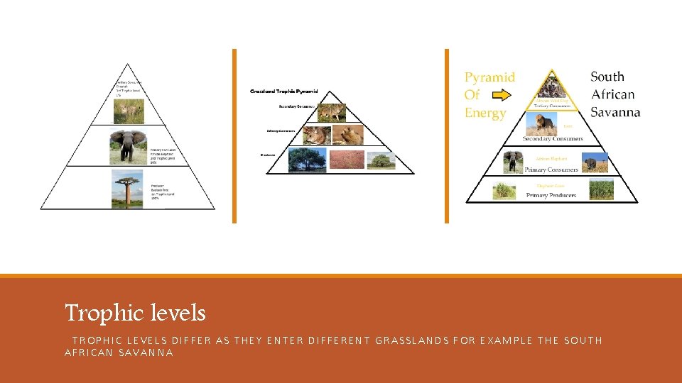 Trophic levels TROPHIC LEVELS DIFFER AS THEY ENTER DIFFERENT GRASSLANDS FOR EXAMPLE THE SOUTH Trophic levels TROPHIC LEVELS DIFFER AS THEY ENTER DIFFERENT GRASSLANDS FOR EXAMPLE THE SOUTH