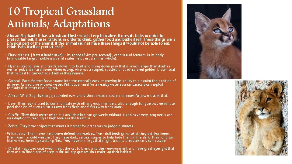 10 Tropical Grassland Animals/ Adaptations § African Elephant- It has a trunk and tusks 10 Tropical Grassland Animals/ Adaptations § African Elephant- It has a trunk and tusks