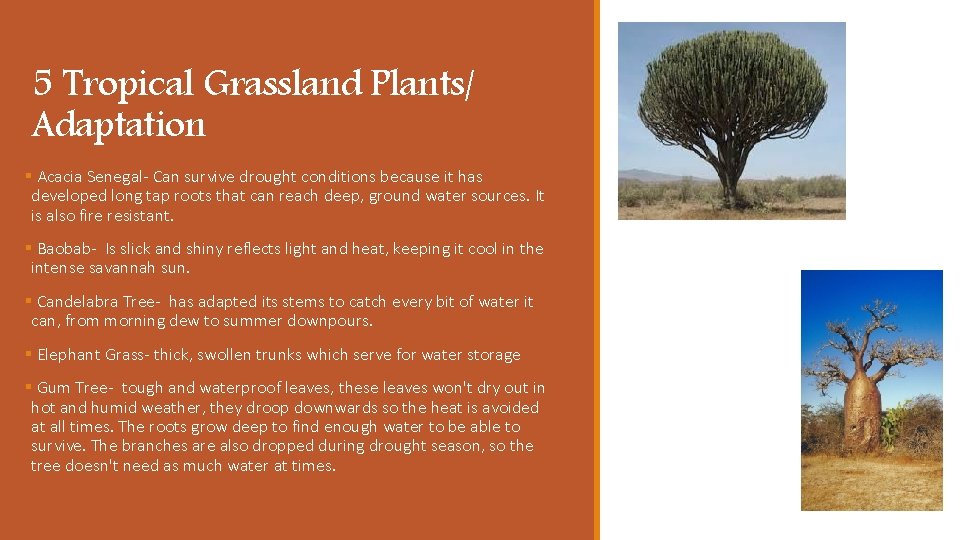 5 Tropical Grassland Plants/ Adaptation § Acacia Senegal- Can survive drought conditions because it 5 Tropical Grassland Plants/ Adaptation § Acacia Senegal- Can survive drought conditions because it