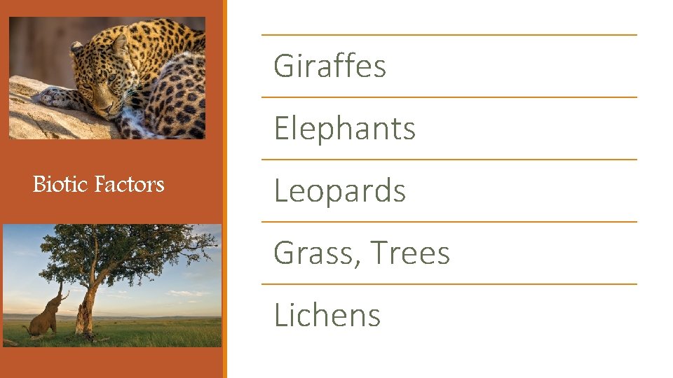 Giraffes Elephants Biotic Factors Leopards Grass, Trees Lichens Giraffes Elephants Biotic Factors Leopards Grass, Trees Lichens