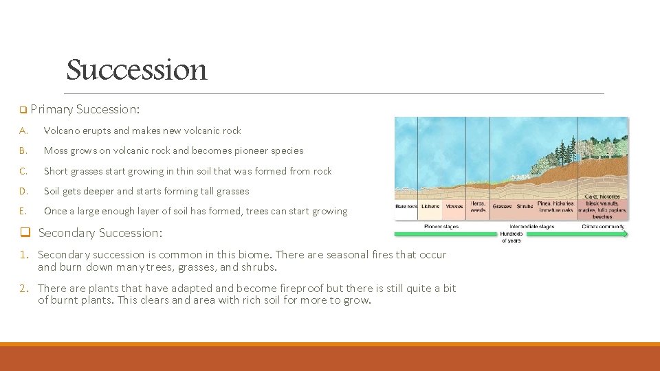 Succession q Primary Succession: A. Volcano erupts and makes new volcanic rock B. Moss Succession q Primary Succession: A. Volcano erupts and makes new volcanic rock B. Moss