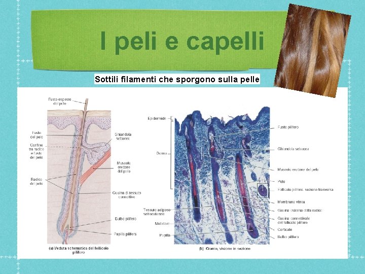 I peli e capelli Sottili filamenti che sporgono sulla pelle 