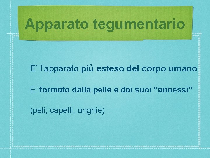 Apparato tegumentario E’ l’apparato più esteso del corpo umano E’ formato dalla pelle e