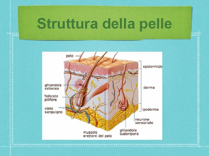 Struttura della pelle 