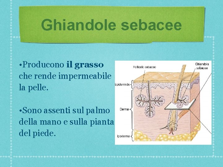 Ghiandole sebacee • Producono il grasso che rende impermeabile la pelle. • Sono assenti