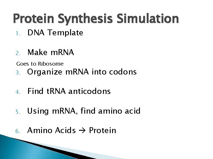 Protein Synthesis Simulation 1. DNA Template 2. Make m. RNA Goes to Ribosome 3.