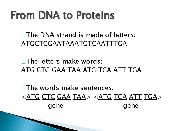 From DNA to Proteins � The DNA strand is made of letters: ATGCTCGAATAAATGTCAATTTGA �