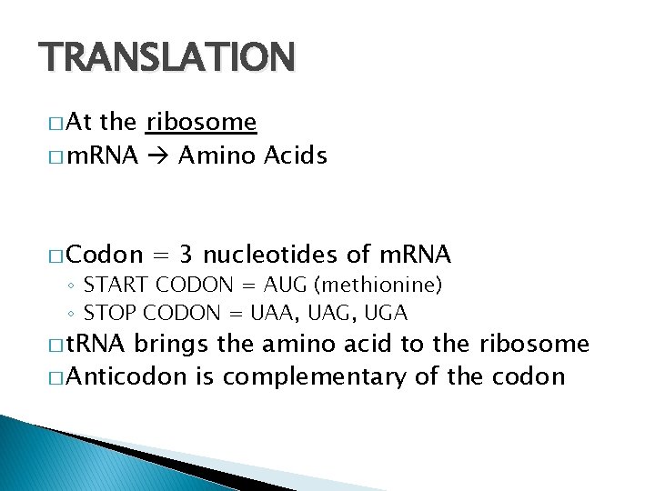 TRANSLATION � At the ribosome � m. RNA Amino Acids � Codon = 3