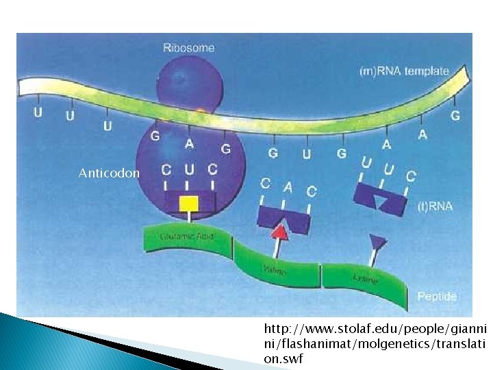 Anticodon http: //www. stolaf. edu/people/gianni ni/flashanimat/molgenetics/translati on. swf 