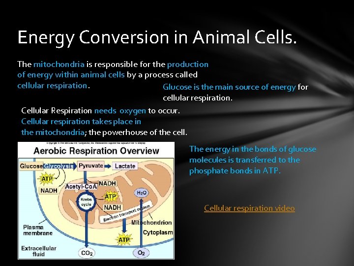 Photosynthesis And Cellular Respiration Warmup Questions Which Organelle