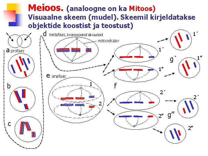 Meioos. (analoogne on ka Mitoos) Visuaalne skeem (mudel). Skeemil kirjeldatakse objektide koostist ja teostust)