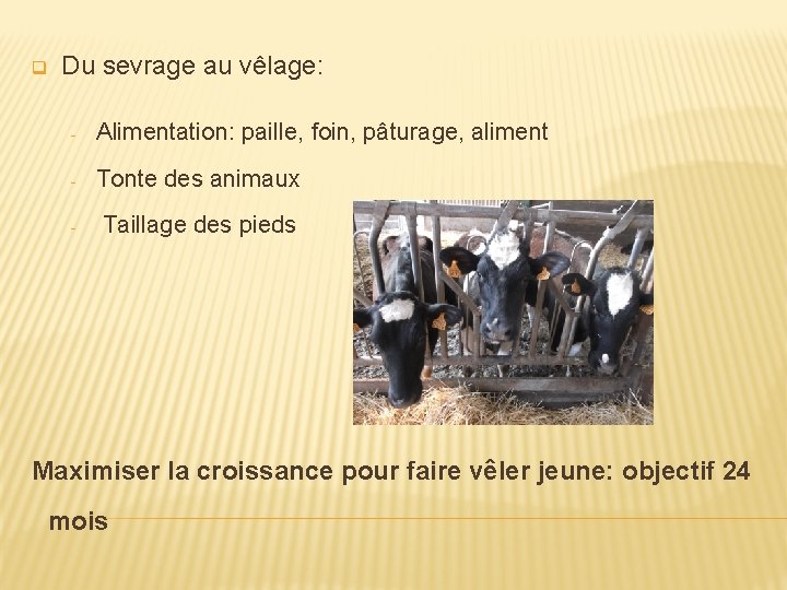 q Du sevrage au vêlage: - Alimentation: paille, foin, pâturage, aliment - Tonte des