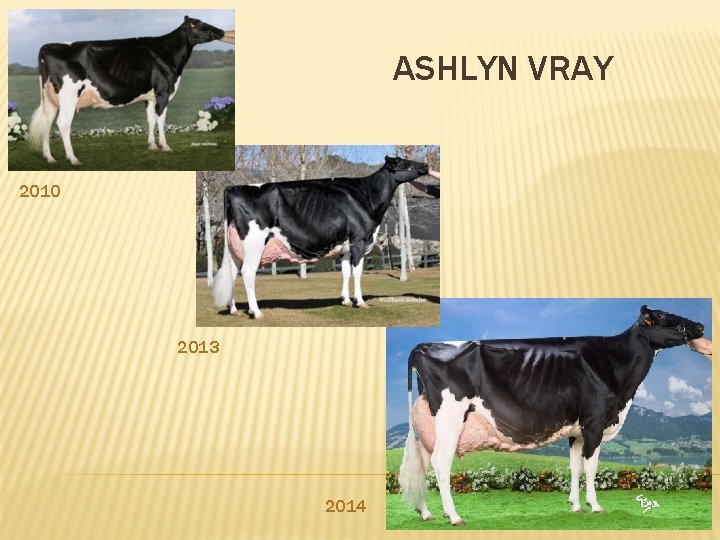 ASHLYN VRAY 2010 2013 2014 