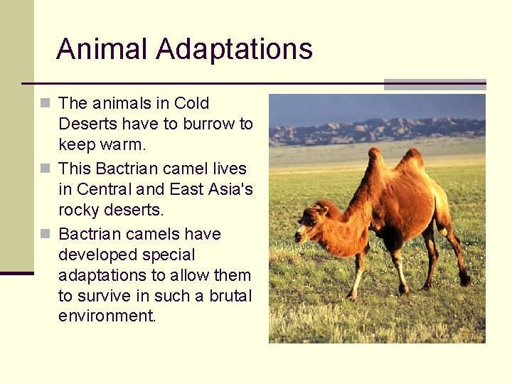 Animal Adaptations n The animals in Cold Deserts have to burrow to keep warm.