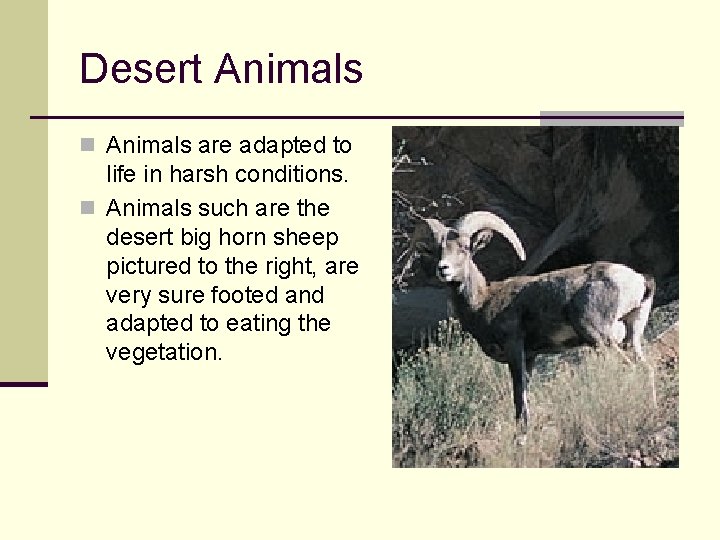 Desert Animals n Animals are adapted to life in harsh conditions. n Animals such