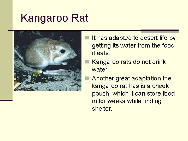 Kangaroo Rat n It has adapted to desert life by getting its water from