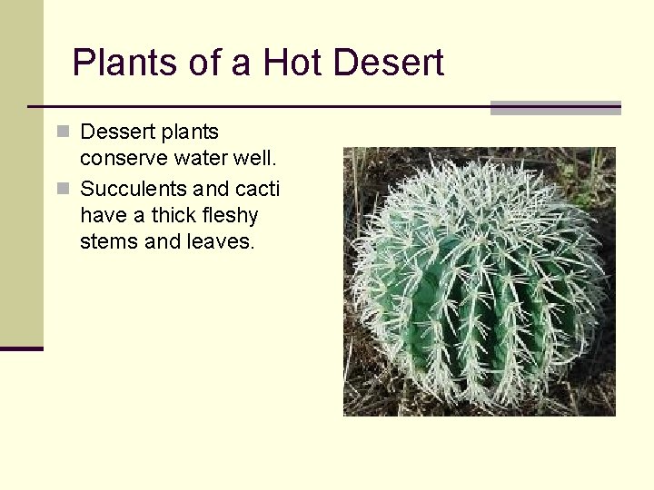 Plants of a Hot Desert n Dessert plants conserve water well. n Succulents and