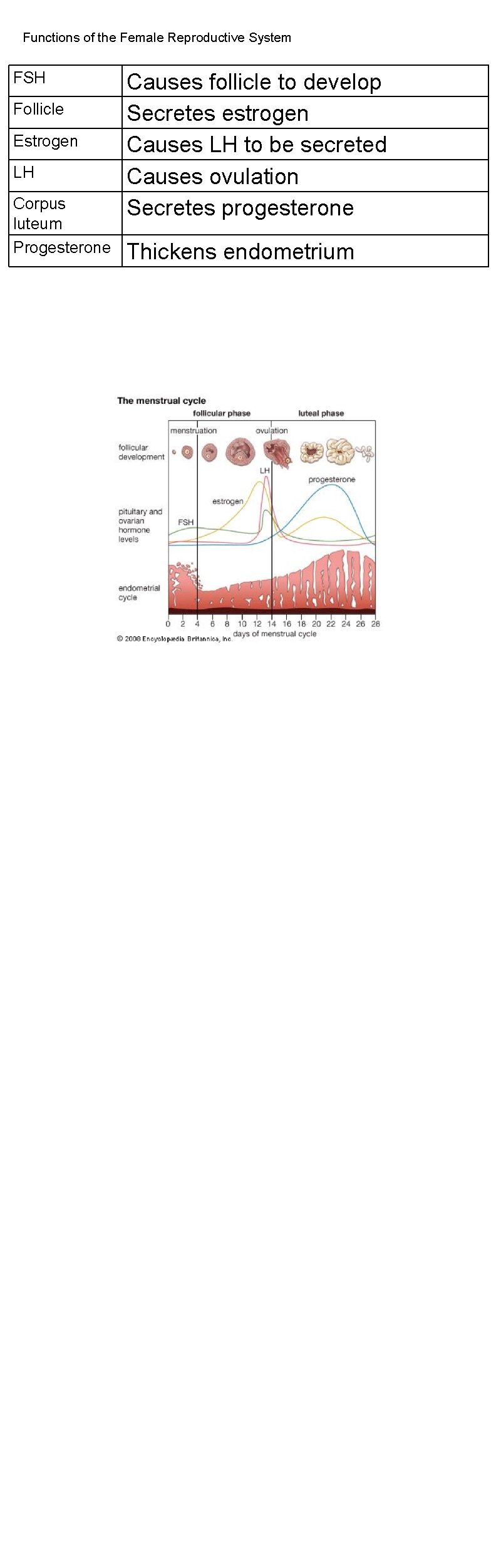 Functions of the Female Reproductive System FSH Follicle Estrogen LH Corpus luteum Progesterone Causes