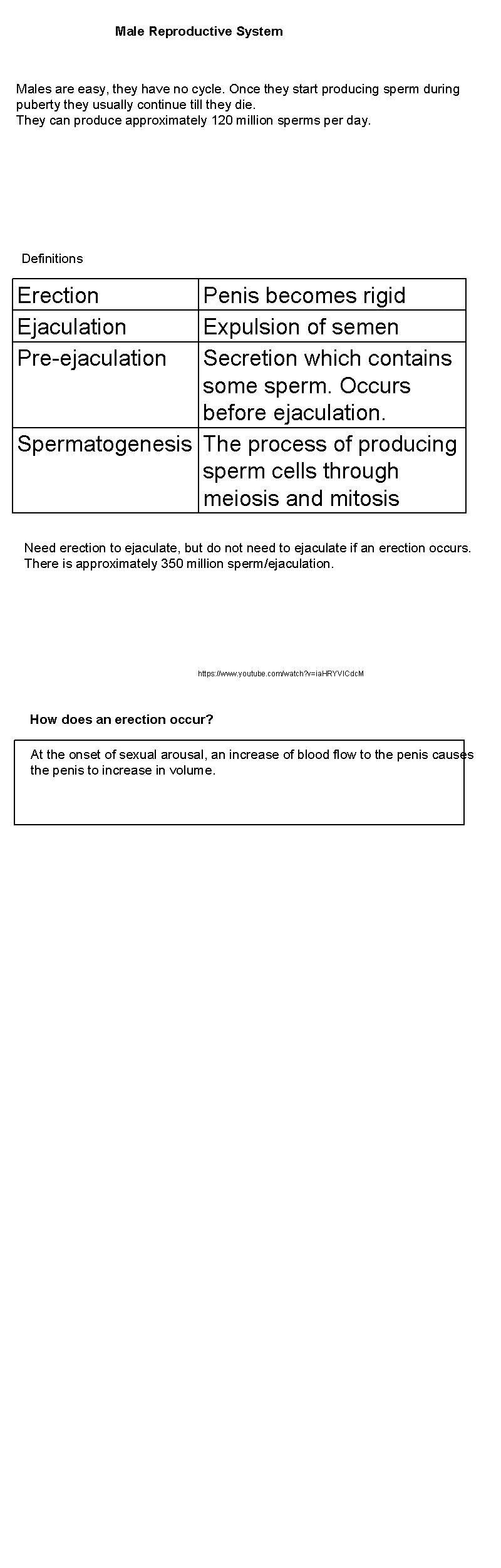 Male Reproductive System Males are easy, they have no cycle. Once they start producing