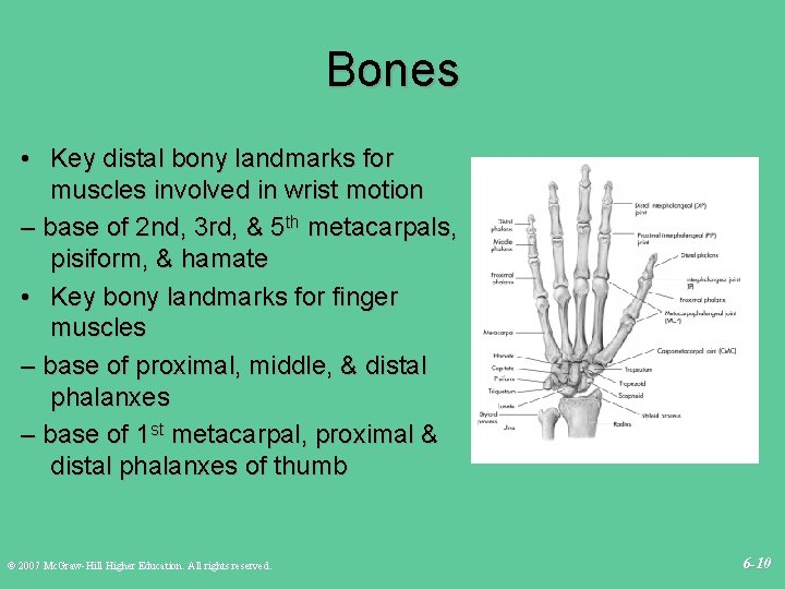 Bones • Key distal bony landmarks for muscles involved in wrist motion – base