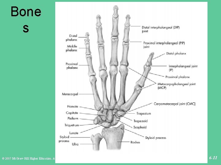 Bone s © 2007 Mc. Graw-Hill Higher Education. All rights reserved. 6 -11 