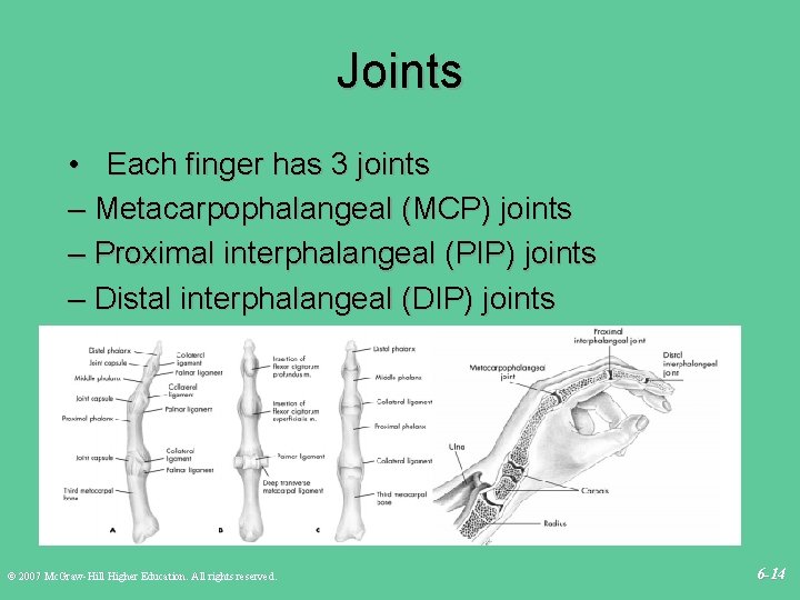 Joints • Each finger has 3 joints – Metacarpophalangeal (MCP) joints – Proximal interphalangeal