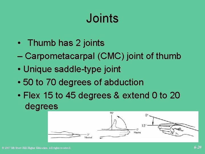 Joints • Thumb has 2 joints – Carpometacarpal (CMC) joint of thumb • Unique