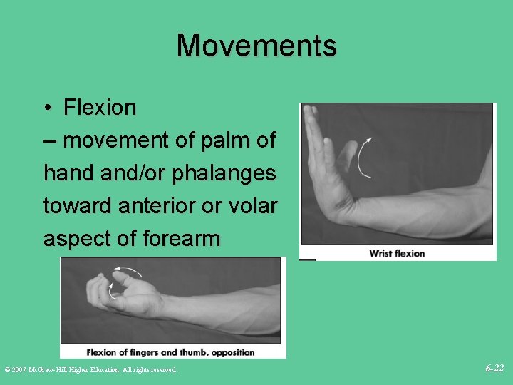 Movements • Flexion – movement of palm of hand and/or phalanges toward anterior or