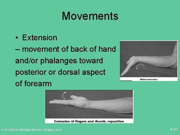 Movements • Extension – movement of back of hand and/or phalanges toward posterior or