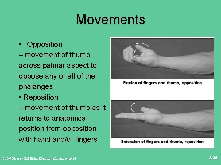 Movements • Opposition – movement of thumb across palmar aspect to oppose any or