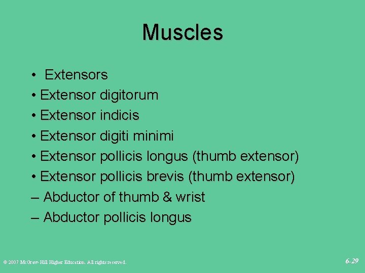 Muscles • Extensor digitorum • Extensor indicis • Extensor digiti minimi • Extensor pollicis