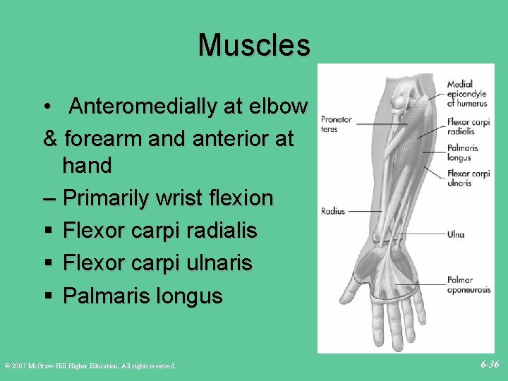 Muscles • Anteromedially at elbow & forearm and anterior at hand – Primarily wrist