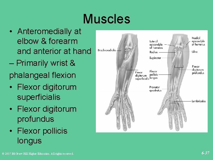 Muscles • Anteromedially at elbow & forearm and anterior at hand – Primarily wrist