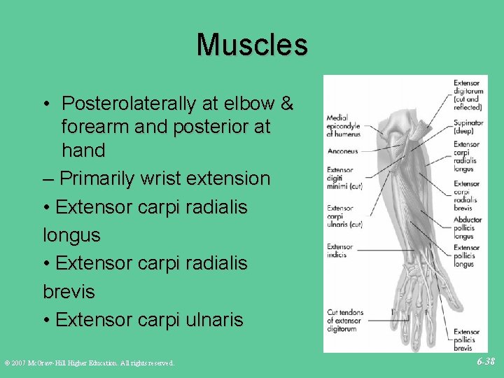 Muscles • Posterolaterally at elbow & forearm and posterior at hand – Primarily wrist