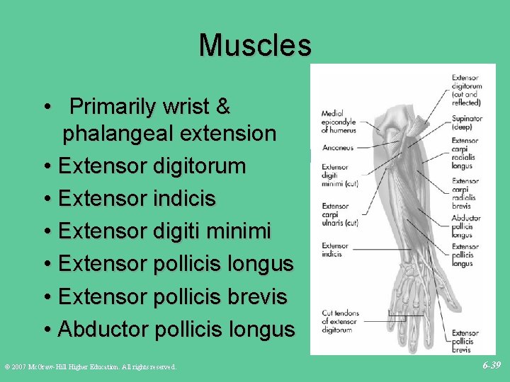 Muscles • Primarily wrist & phalangeal extension • Extensor digitorum • Extensor indicis •