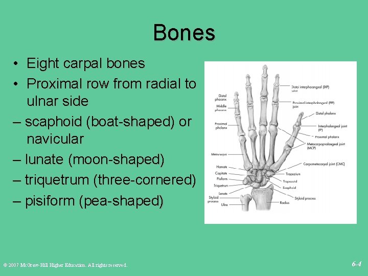 Bones • Eight carpal bones • Proximal row from radial to ulnar side –