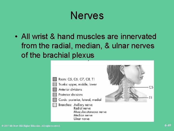 Nerves • All wrist & hand muscles are innervated from the radial, median, &