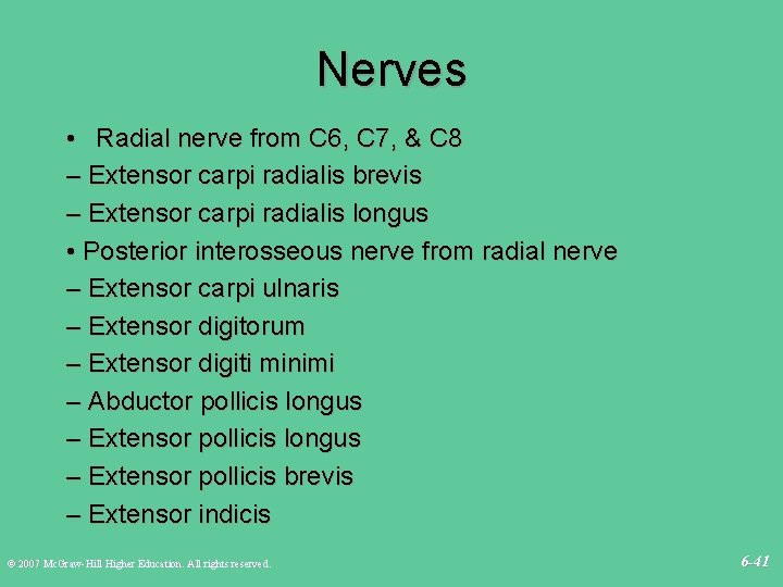 Nerves • Radial nerve from C 6, C 7, & C 8 – Extensor