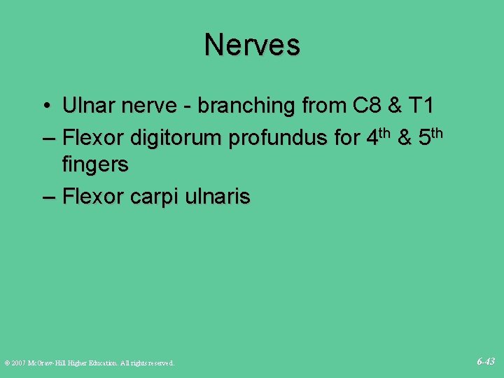 Nerves • Ulnar nerve - branching from C 8 & T 1 – Flexor