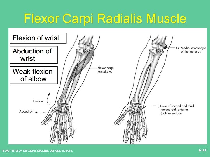 Flexor Carpi Radialis Muscle © 2007 Mc. Graw-Hill Higher Education. All rights reserved. 6