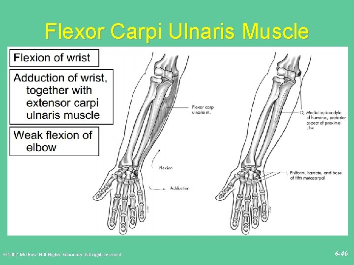 Flexor Carpi Ulnaris Muscle © 2007 Mc. Graw-Hill Higher Education. All rights reserved. 6